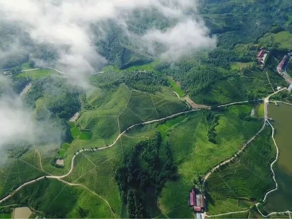 云峰山万亩茶园风景区(湖北省随县旅游景点)