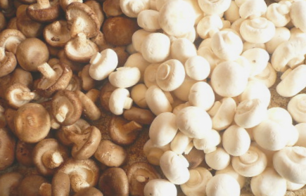 徐古蘑菇|营养丰富的特色农副产品