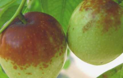 荆山枣子|是发展节水型林果业的首选良种