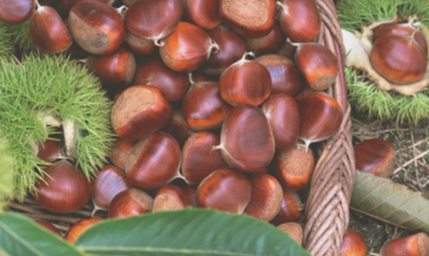庙滩板栗|是坚果类食品中最为独特的鲜美品种