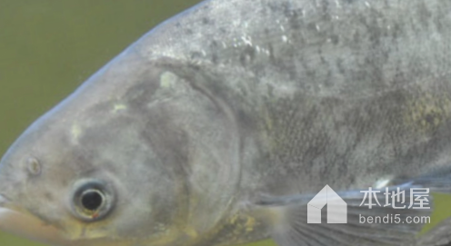 蔡甸沉湖鳙鱼|清蒸、红烧、砂锅鱼头或煮味噌皆适宜​