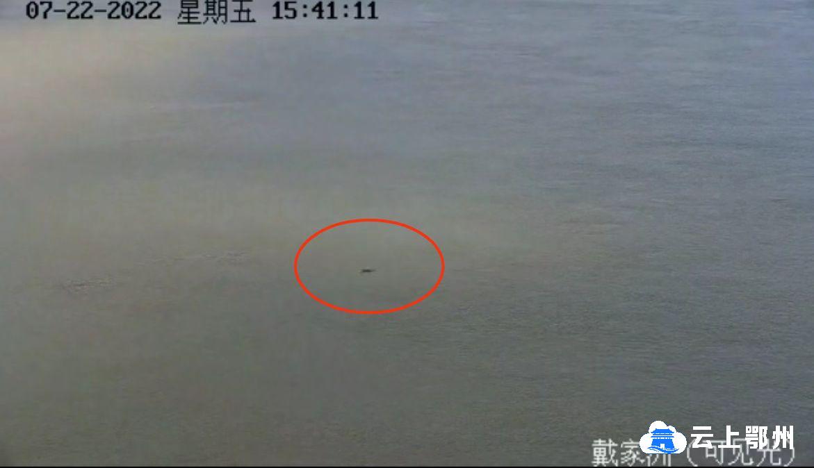 长江鄂州段——视频监控首次拍到江豚群嬉戏画面