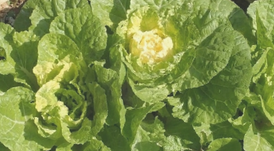 襄阳白菜|白菜营养丰富