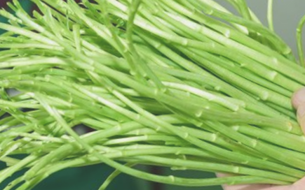 泥蒿|是生长在长江边沙滩上的一种外形似茼蒿的野菜